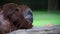 Female orangutan monkey, portrait, close up.