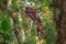 Female orangutan orang-utan - Borneo