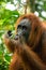 Female orangutan portrait in Gunung Leuser National Park