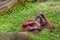 Female orangutan sitting on the grass