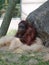 Female orangutan sitting quietly