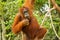 Female orangutan swinging in the jungle in Borneo