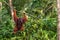 Female orangutan walks by ropes