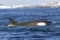 Female orca or killer whale floating along the Antarctic Islands