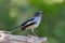 Female Oriental Magpie Robin bird in gray black and white perching on log