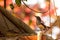 Female Oriental Magpie Robin (Copsychus saularis) in nature