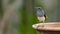 Female Oriental Magpie Robin perching on a clay bowl looking into a distance