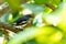 Female Oriental Magpie Robin perching on Malay Apple branch