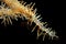 Female ornate ghost pipefish