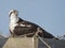 Female Osprey