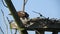 Female Osprey Eating Fish in Nest