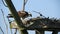 Female Osprey Eating Fish in Nest