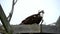 Female Osprey in Nest