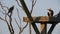 Female Osprey Nest Male in Tree