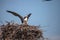 Female osprey Pandion haliaetus perches on a nest