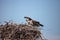 Female osprey Pandion haliaetus perches on a nest