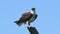 Female Osprey Standing on Nest Post