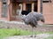 The female of an ostrich of African Struthio camelus Linnaeus costs against the background of the open-air cage
