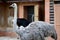 Female of an ostrich of African Struthio camelus Linnaeus, side view