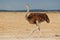 Female ostrich in desert landscape