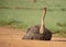 Female ostrich in a dirt road.