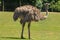 A female ostrich in a grassy enclosure