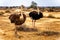 Female Ostrich and Male Ostrich at an Ostrich Farm in Oudtshoorn in the Western Cape Province of South Africa