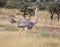 A female ostrich in masai mara