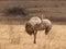 Female ostrich - mating ritual