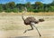 Female ostrich running across the Hwange Plains