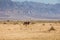 A female Ostrich in a savanna landscape, `Hay-Bar` Yotvata Nature Reserve for restoration