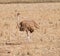 Female ostrich on the savannah