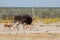 Female ostrich with springbok antelopes