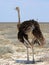 Female Ostrich standing on the Etosha Pan