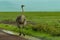 Female ostrich stands in puddle by roadside