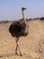 Female, Ostrich, Struthio camelus, Al Wusta Wildlife Reserve, Oman