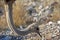 A female Ostrich struthio camelus is picking some food in the Etosha National Park