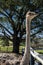 Female ostrich Struthio camelus on a small recreation farm