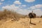 Female Ostrich watching her nest full of eggs