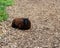 Female Ouessant sheep, also Breton dwarf sheep, is the smallest sheep breed in Europe, Ovis aries