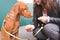 Female owner feeds the dog on the street. The sad dog does not want to eat. Magyar Vizsla Breed