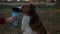 Female owner gives dog a water in special bottle after a long walk in public park. Australian Shepherd drinks water at