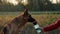 Female owner gives dog a water in special bottle after a long walk in public park. German Shepherd drinks water at