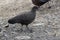 Female Painted Spurfowl who stands on the edge of the forest on