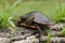 Female Painted Turtle Basking on a Log