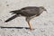 Female Pale Chanting Goshawk killing a small lizard on the ground in Kalahari