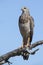 Female Pale Chanting Goshawk sitting in a tree against blue Kalahari sky