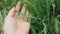 Female palm in green herbs and spikelets