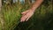 Female palm stroking green grass, detail. Hand with purple manicure