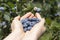 Female palms full of ripe blueberries. On blueberry bushes background.